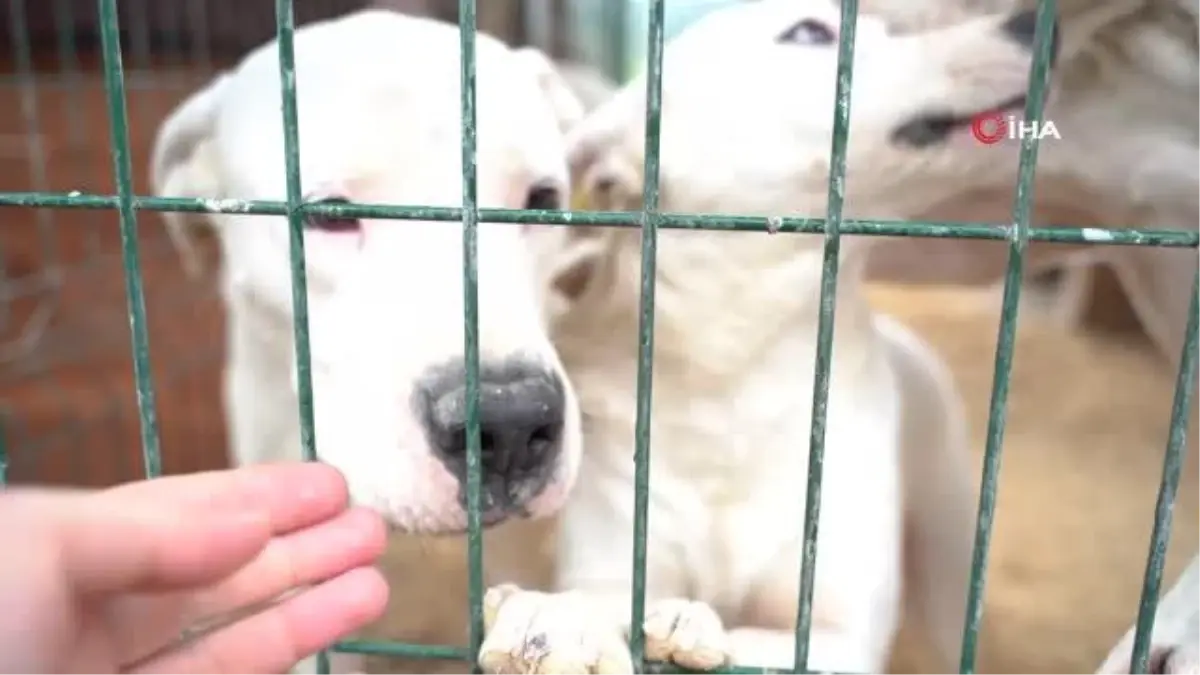 Hatay'da 162 yasaklı ırk köpek kısırlaştırıldı