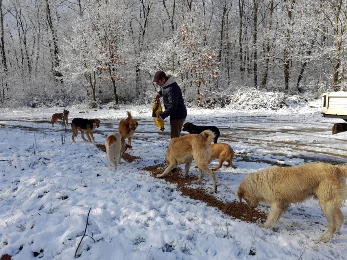 Kartepe\'de sokak hayvanları için mama dağıtımı