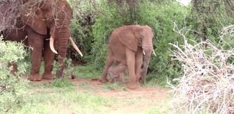 Kenya'da bir fil, eşine az rastlanır şekilde ikiz doğurdu