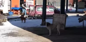 Okula giderken sokak köpeklerinin saldırısına uğradı