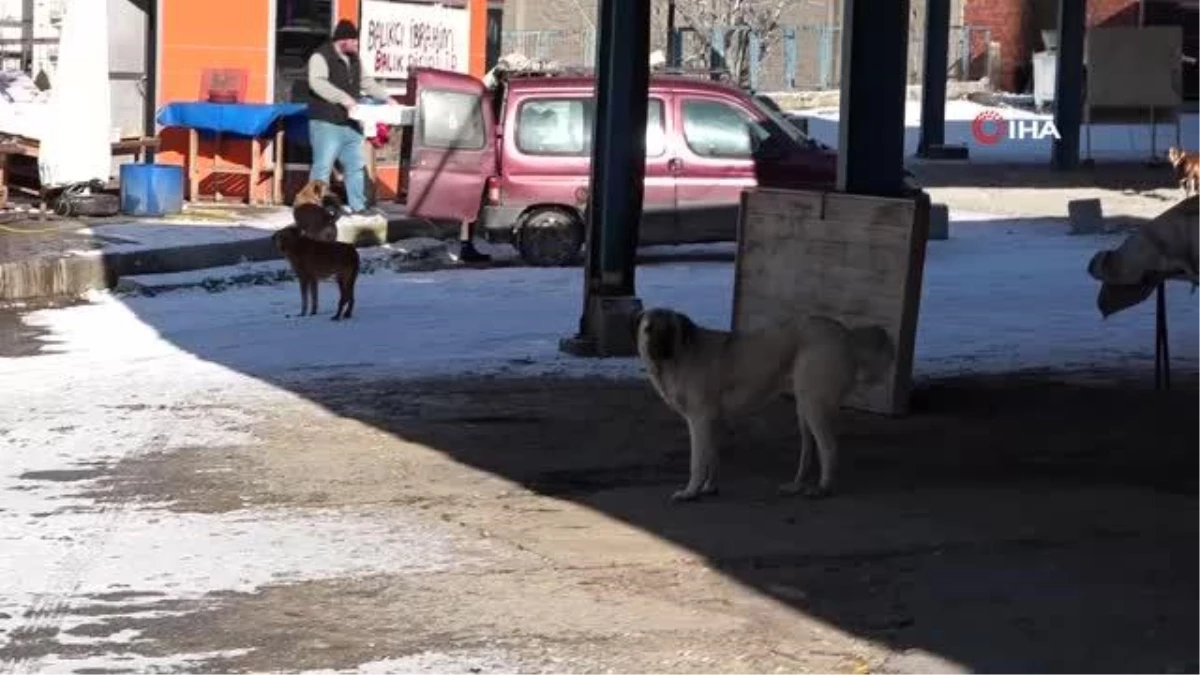 Okula giderken sokak köpeklerinin saldırısına uğradı