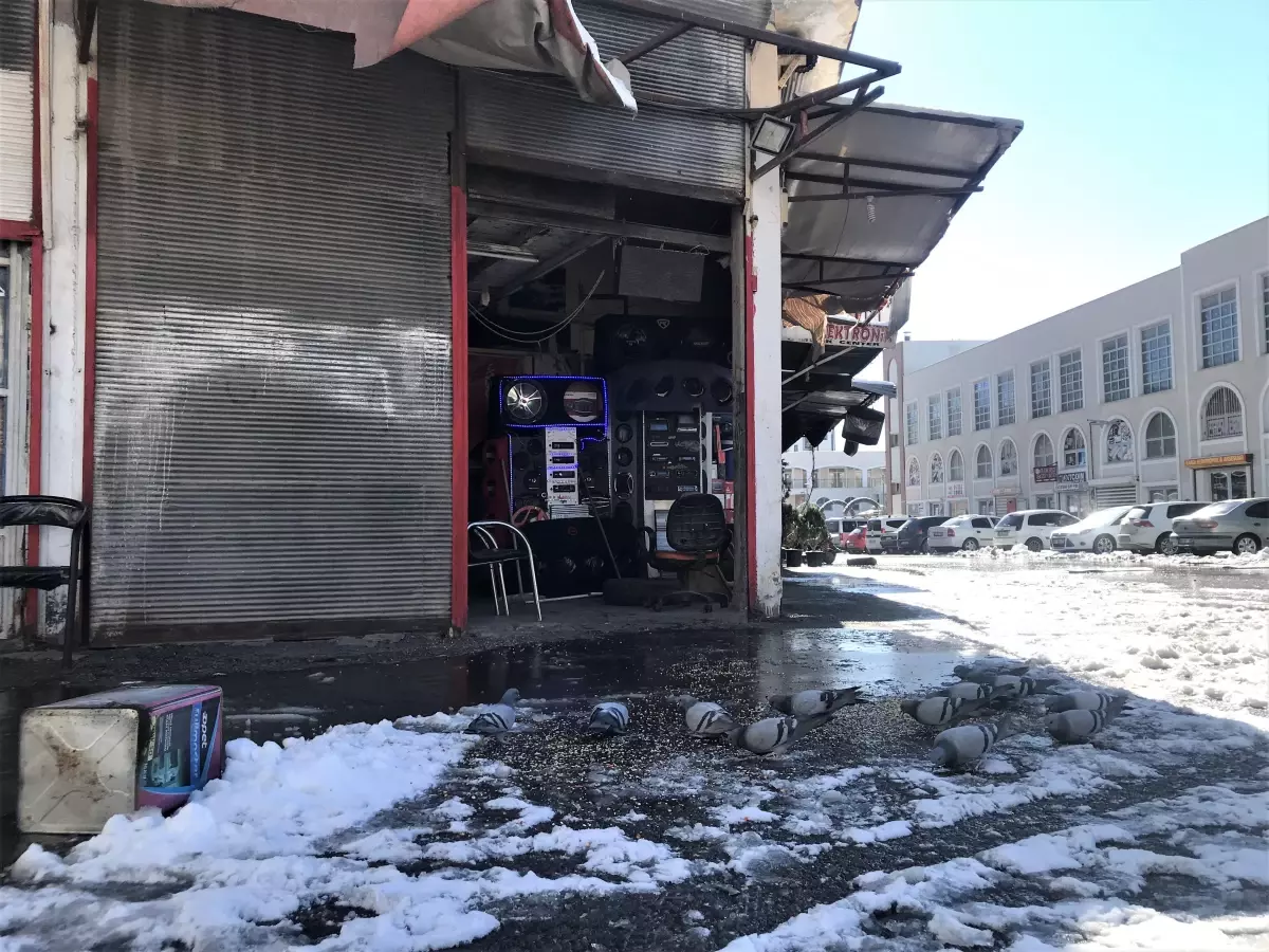 Şanlıurfa, Kahramanmaraş ve Malatya'da sokak hayvanlarına yiyecek bırakıldı