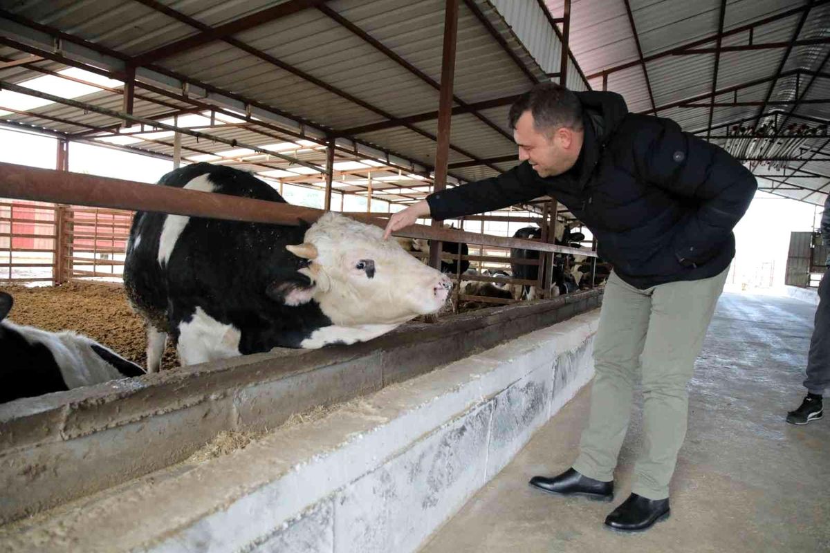 Seferihisar\'da 150 üreticinin süt krizi çözüldü: Sütleri Tarım Kredi Kooperatifi satın alacak