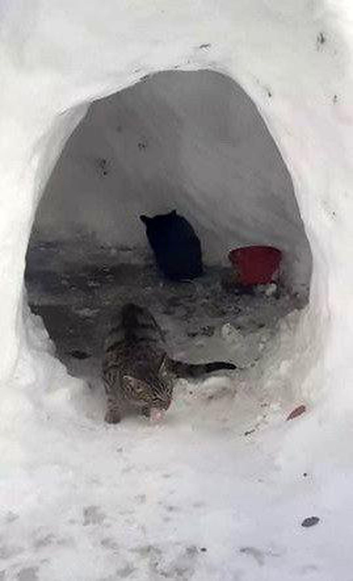 Sokak kedileri için kardan ev yaptılar