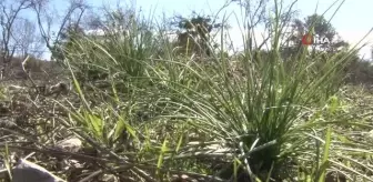 1 dönümden 1 kilo çıkıyor, kilosunu 90 bin liraya satıyor