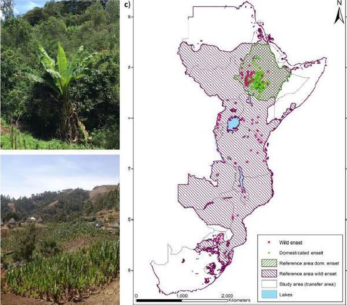 Araştırma: Habeş muzu, iklim krizinde yeni 'süper gıda' olabilir