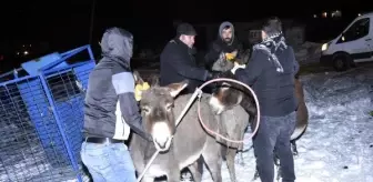 Buz tutan görüntüleri yürek parçalamıştı, başıboş eşekler bu kez toplandı (2)- Yeniden