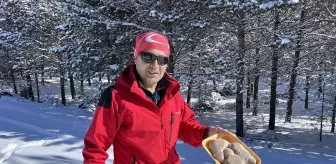 Erzurum'da nesli tükenme tehlikesindeki vaşak görüntülendi