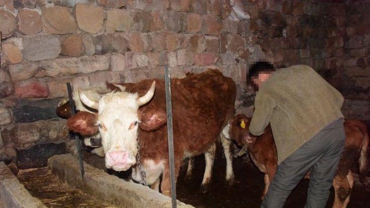 İneği Fatma\'ya \'Memişlerini yerim\' dedi! Yoldan geçen Fatma bunu yanlış anladı!