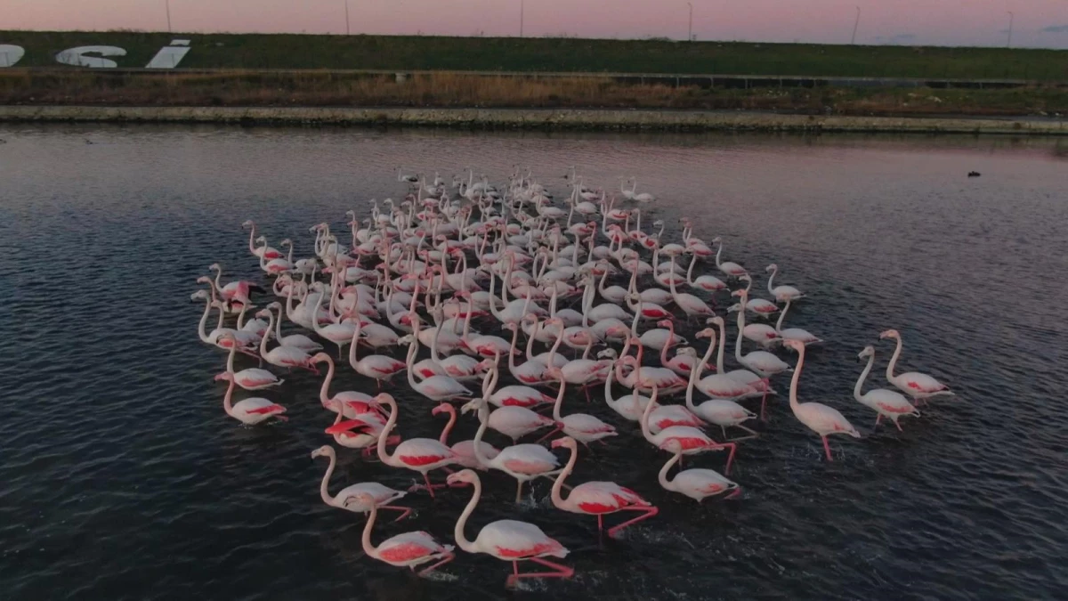 İstanbul\'da flamingoların büyüleyici görüntüsü
