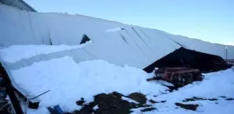 KAHRAMANMARAŞ - Çatı çökmesi sonucu 12 büyükbaş telef oldu