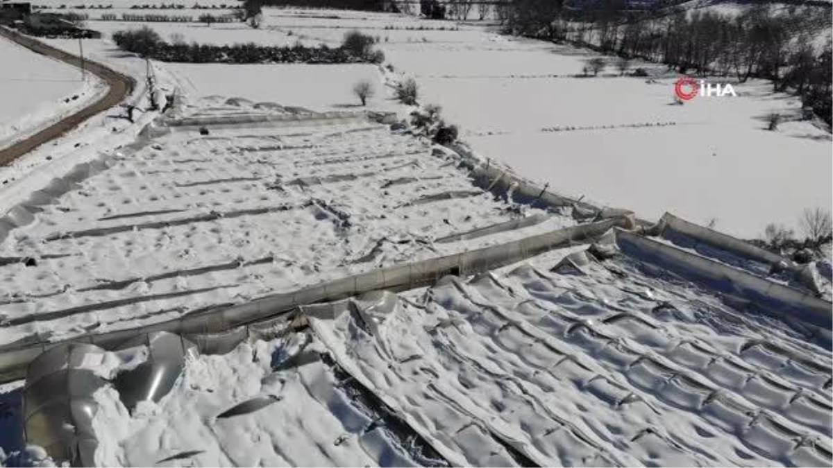 Kar gül serasını yerle bir etti.. 2,5 milyon gül zarar gördü