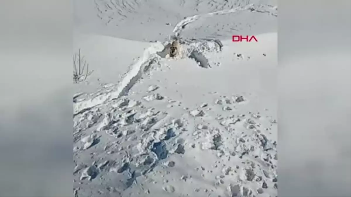 KARDA MAHSUR KALAN KÖPEK KURTARILDI