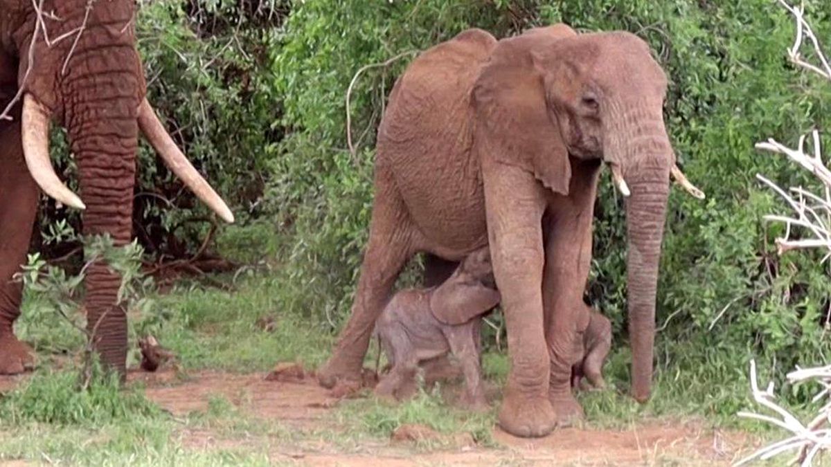 Kenya\'da bir ulusal parkta, çok nadir şekilde, ikiz fil yavruları dünyaya geldi