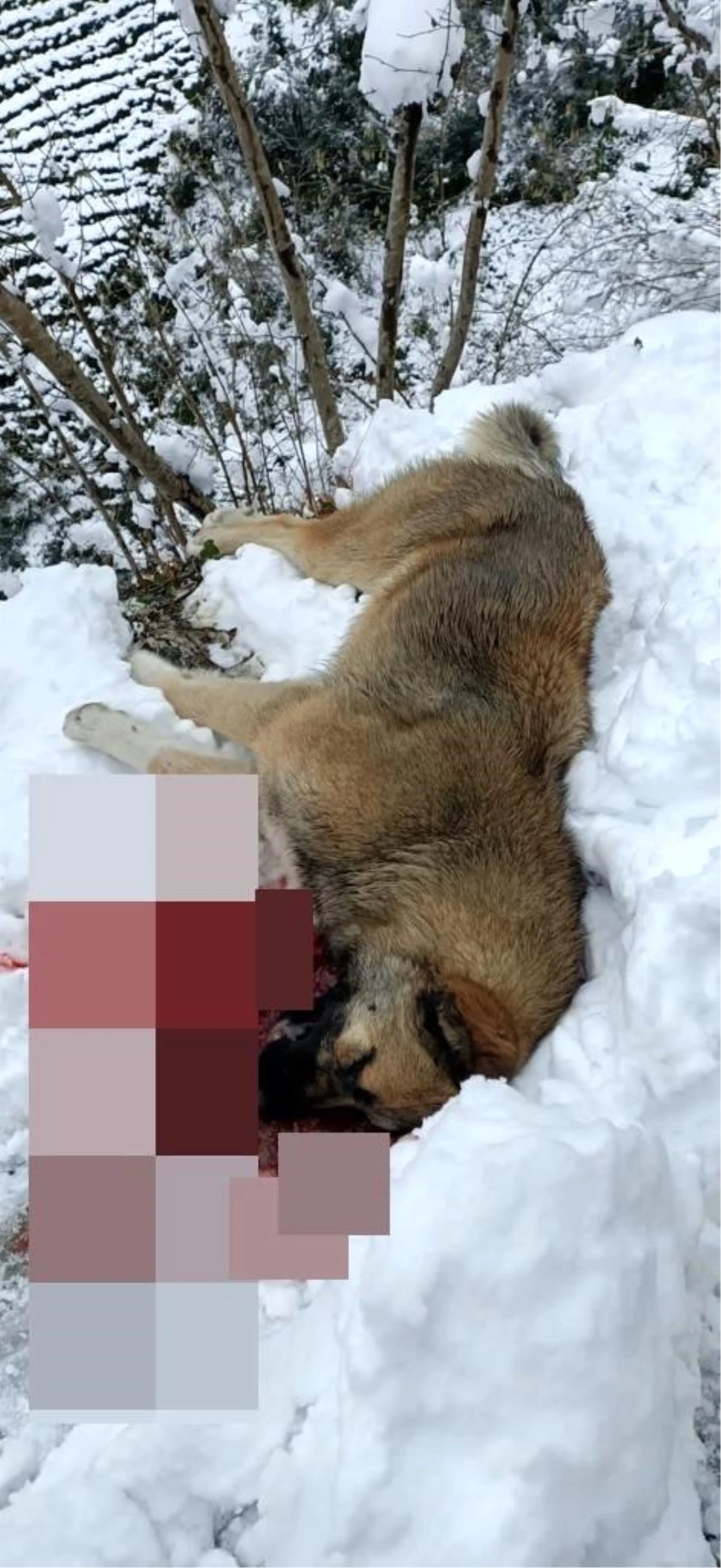 Son dakika haber... Köpeğini öldüren 3 çoban köpeğini silahla vurarak öldürdü
