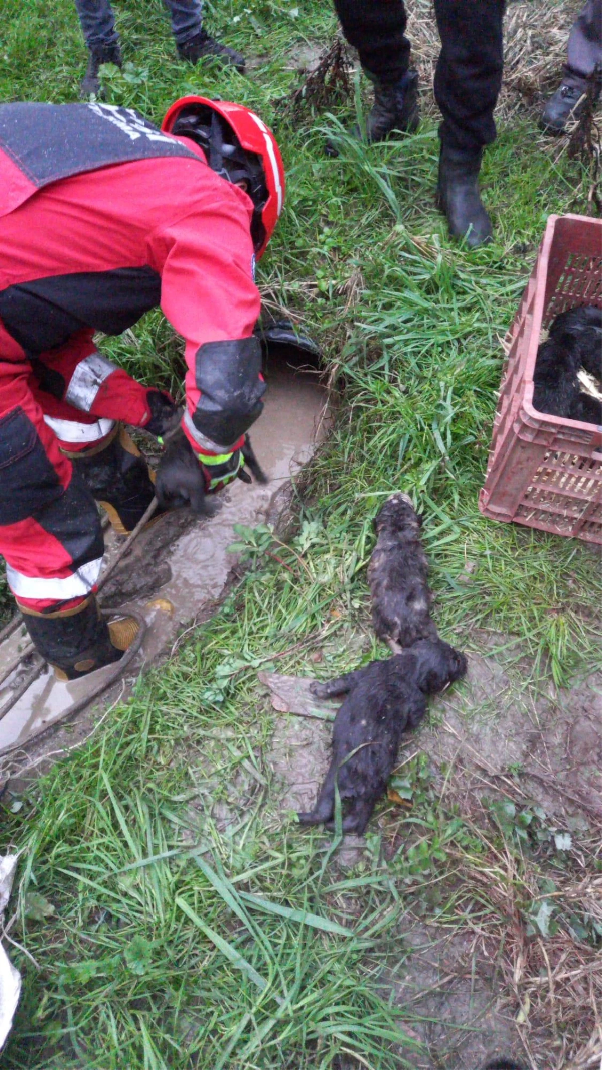Muğla\'da boruya sıkışan 3 köpek yavrusunu itfaiye kurtardı