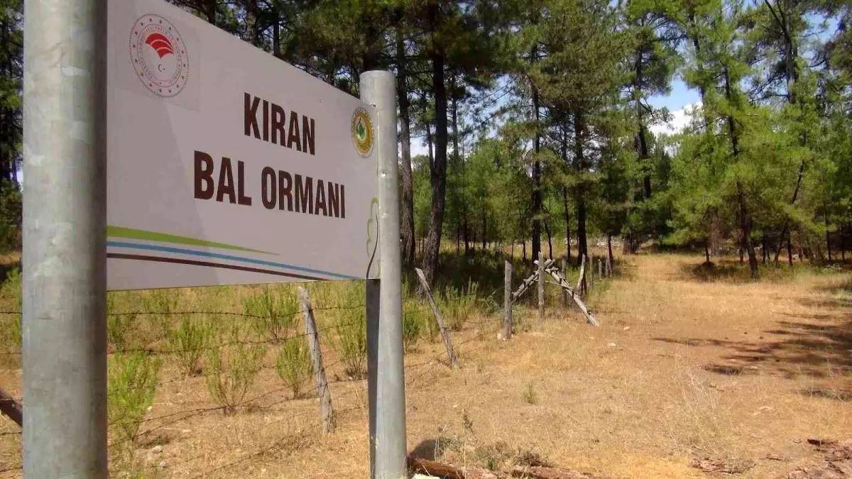 TAB Başkanı Şahin; "Bal ormanı alanları genişletilmeli"