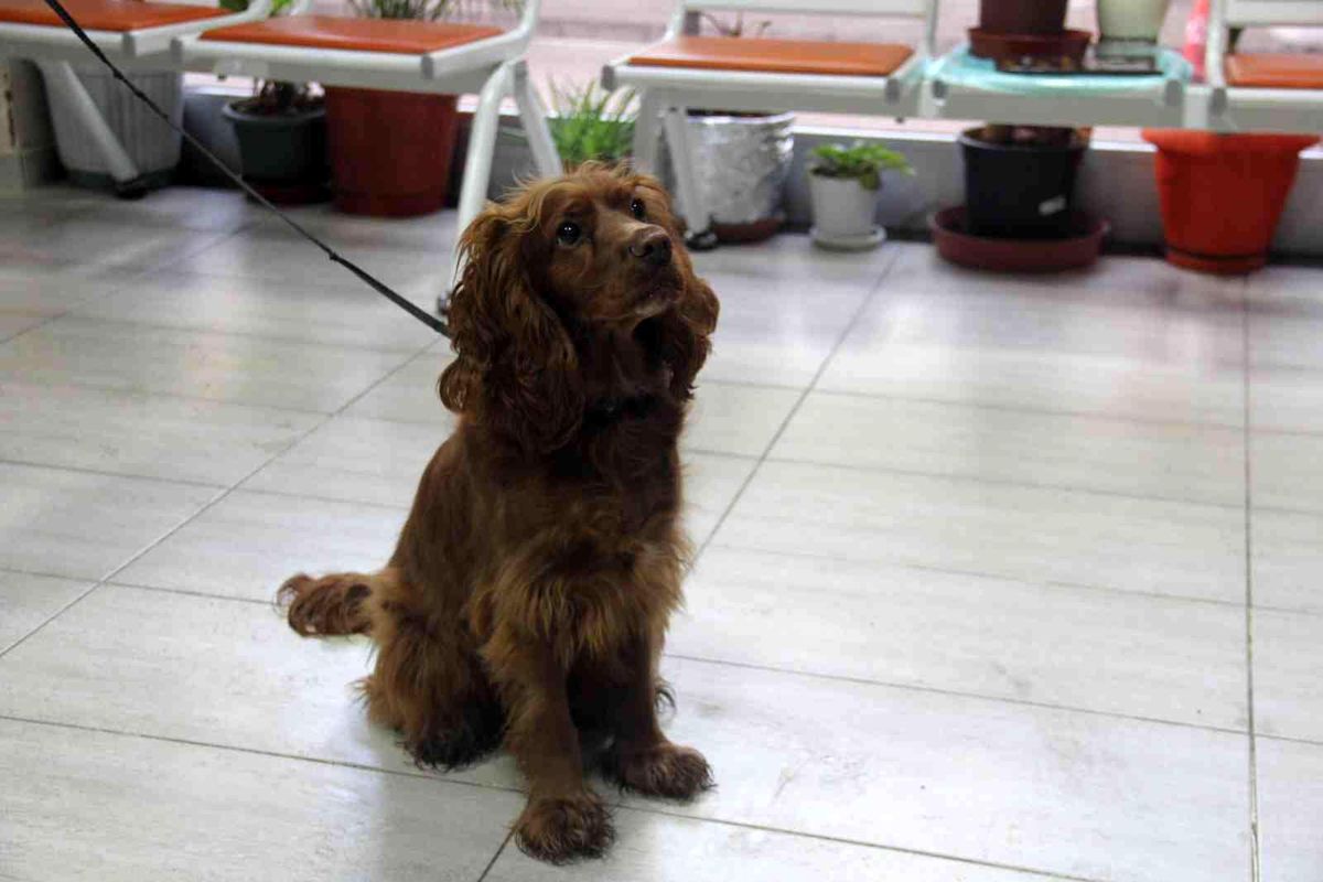 Bakamayan sokağa terk ediyor