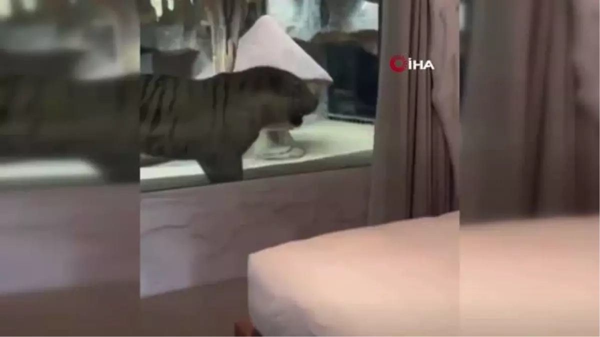 Çin'de kaplan temalı otel tartışmalara neden oldu