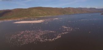 Kenya flamingoların sayısındaki düşüşün nedenlerini arıyor