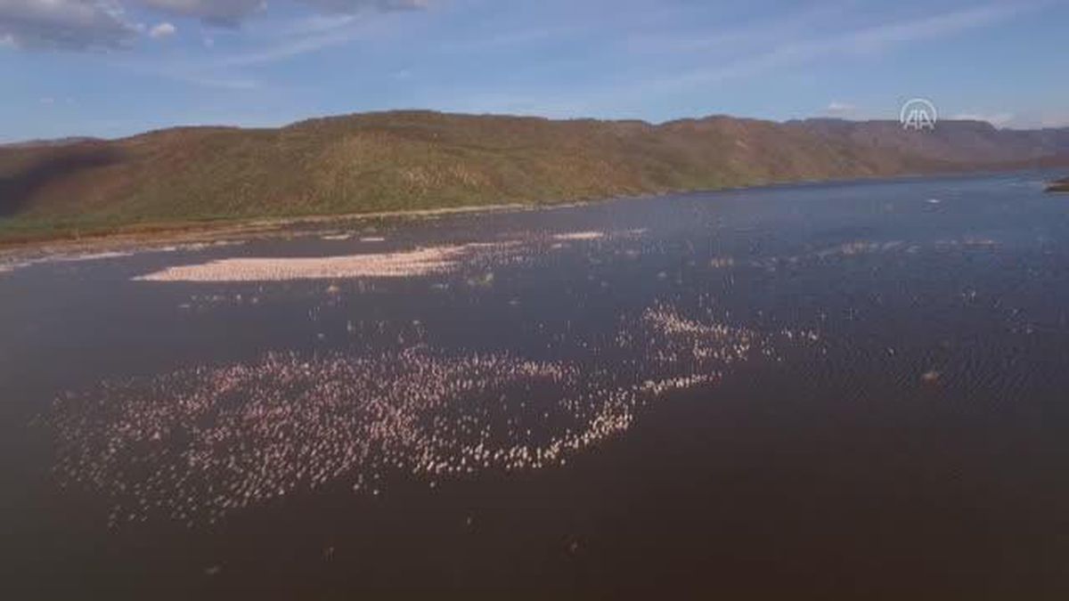 Kenya flamingoların sayısındaki düşüşün nedenlerini arıyor