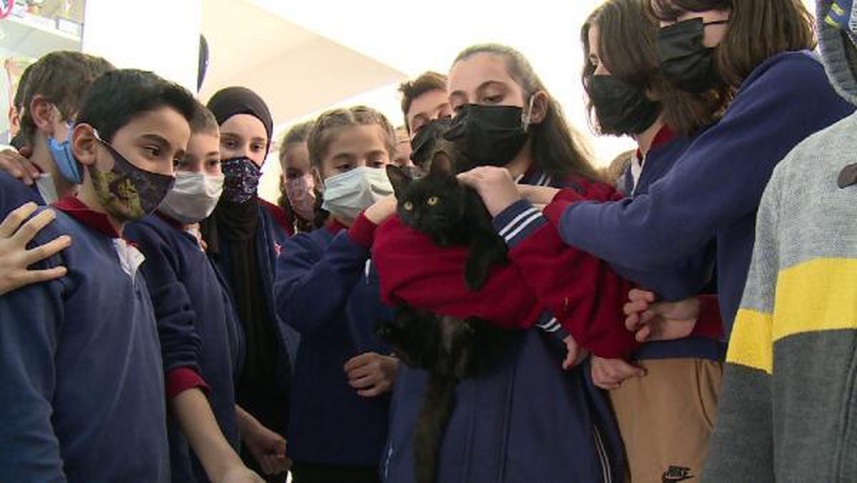 Stray cat found by students during recess became the school\'s mascot