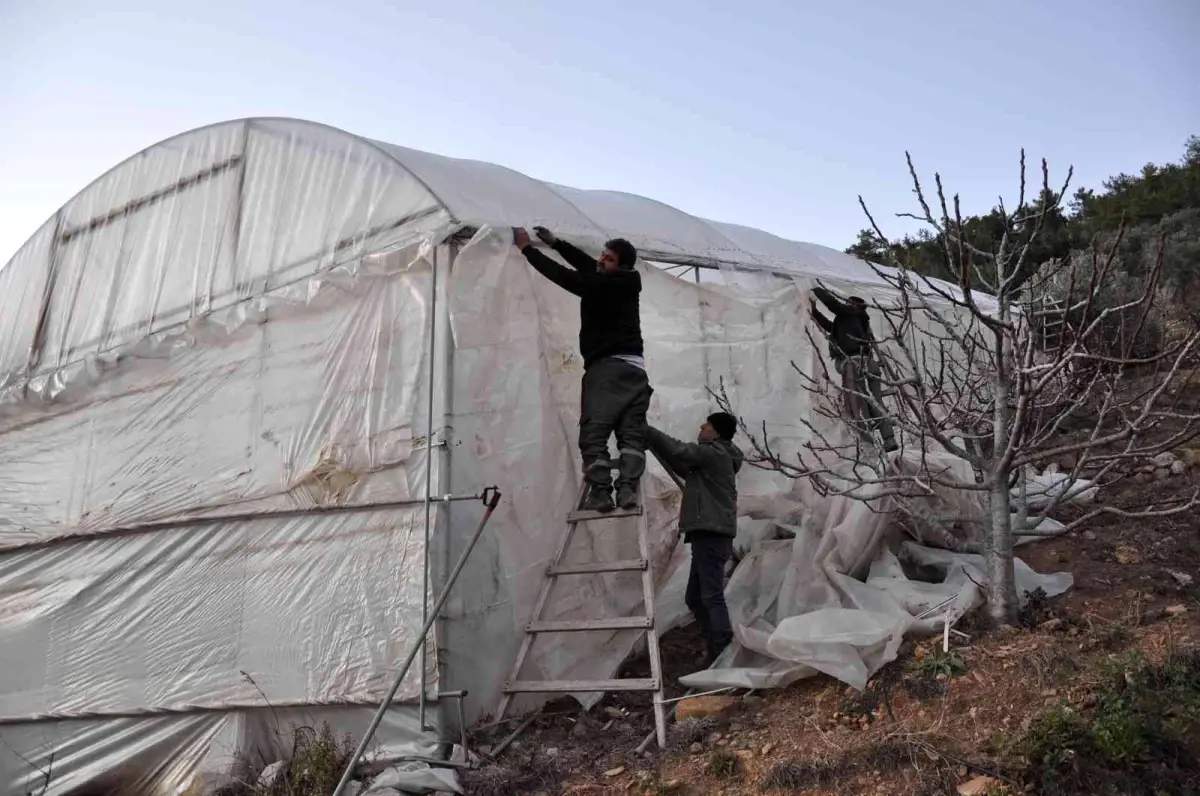 Bu eriğin kilosu 500 lira! Soğuklar gelince sobayla korumaktan başka çareleri kalmadı