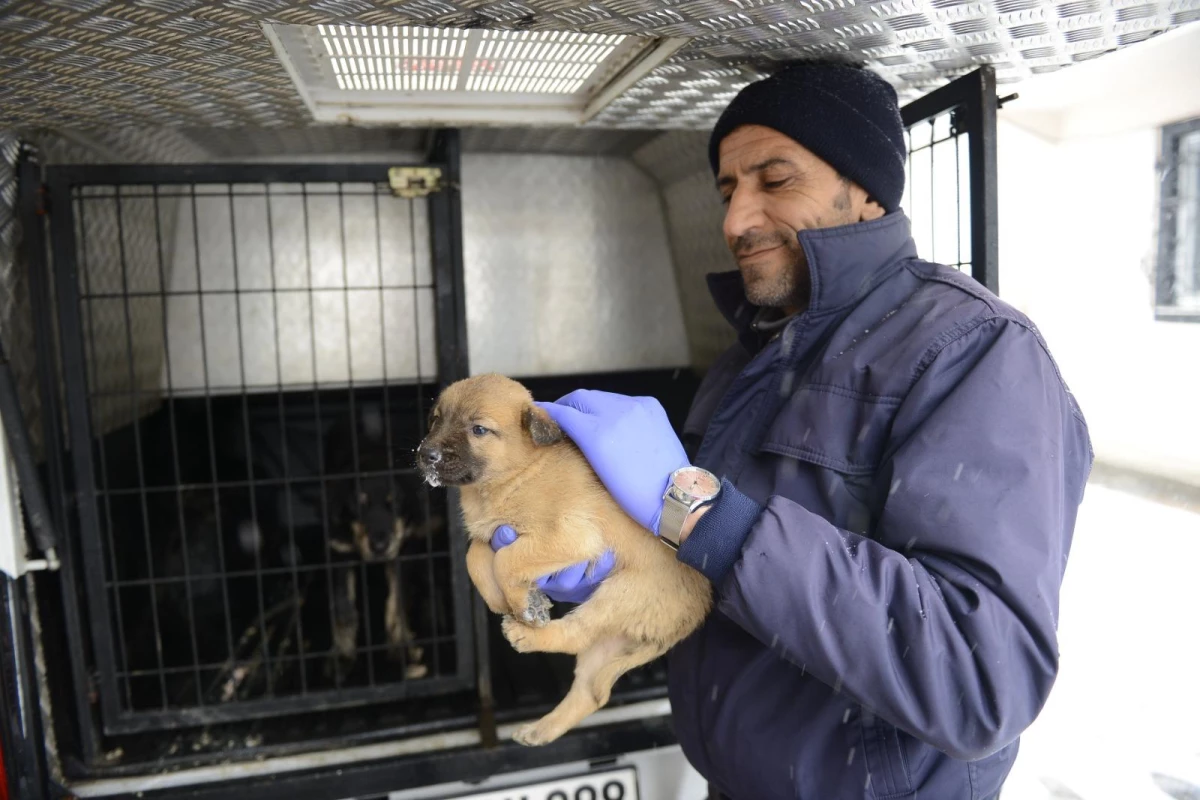 Bursa\'da donmak üzereyken bulunan köpek yavruları kurtarıldı