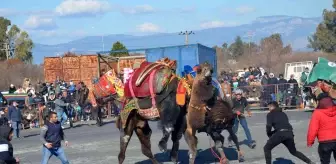 Didim'deki deve güreşleri renkli görüntülere sahne oldu