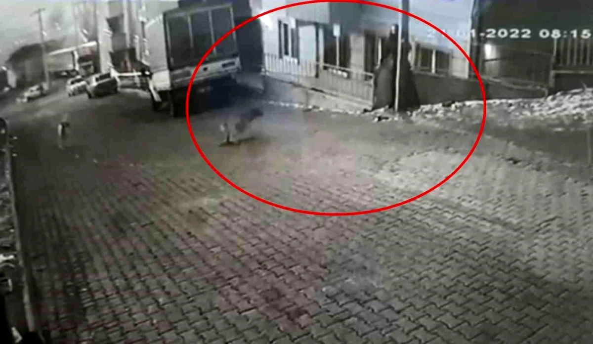 Genç kız dehşeti yaşamıştı, o ilçede köpek problemi çözülecek