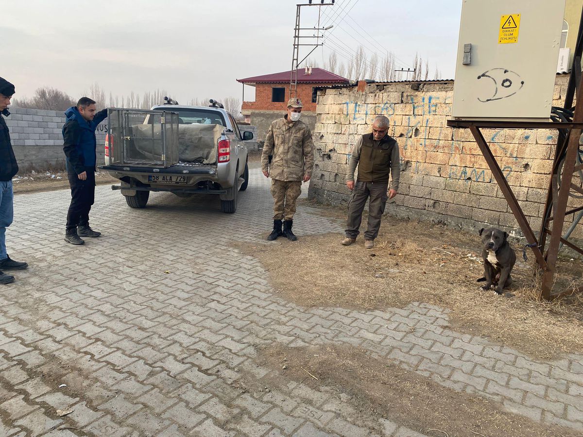 Iğdır\'da sokağa terk edilen pitbull, hayvan bakım merkezine götürüldü