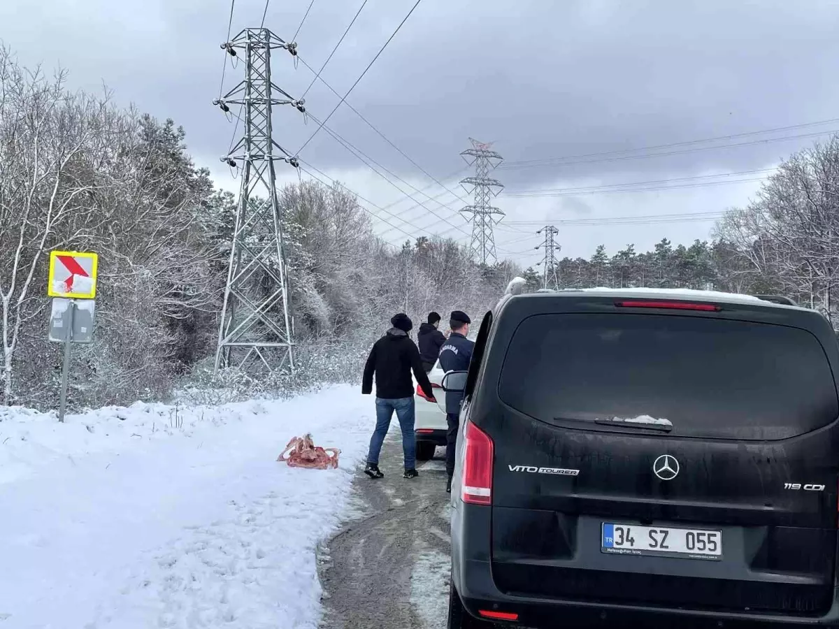 Jandarma sokak hayvanlarını besledi