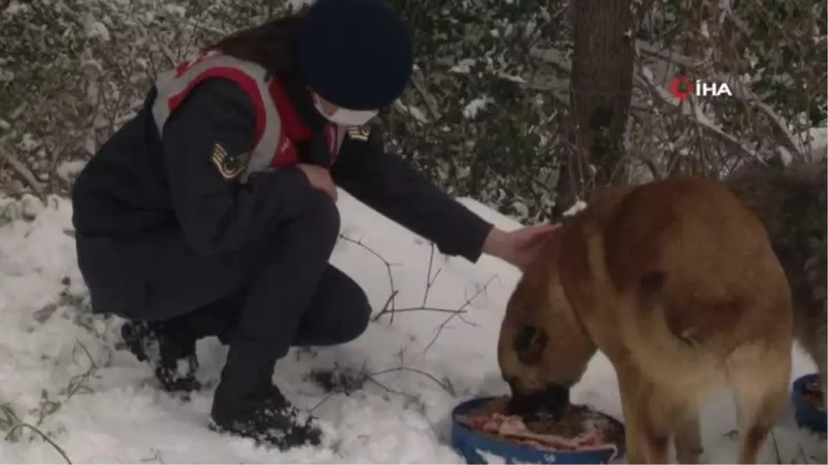 Jandarma sokak hayvanlarını besledi
