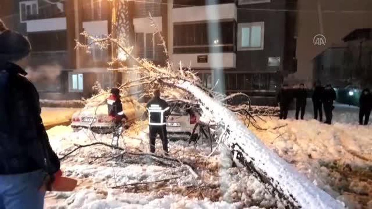 Kar nedeniyle devrilen ağacın altında kalan araçlar hasar gördü