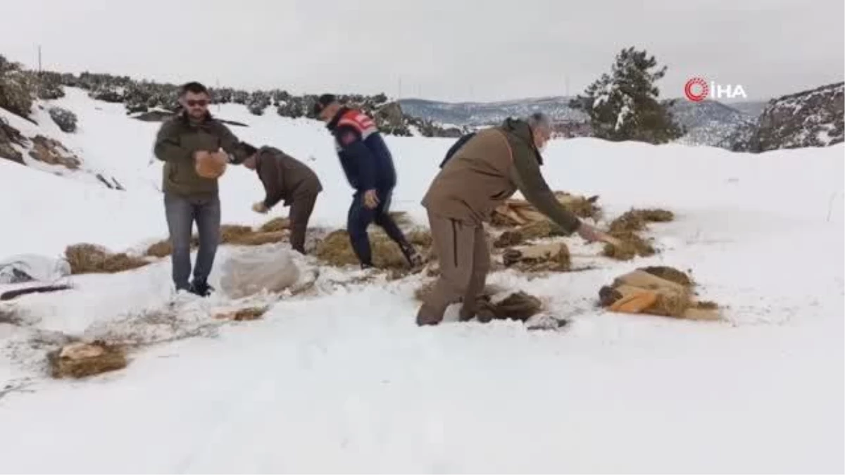 Karlı yolları yaban hayvanları için aştılar