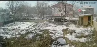 Son dakika... Sokak köpeklerinin kümese saldırdığı anlar kamerada