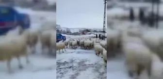 Tipi nedeniyle kaybolan koyunlar bulundu