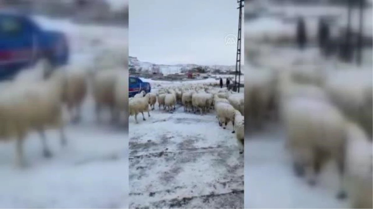 Tipi nedeniyle kaybolan koyunlar bulundu