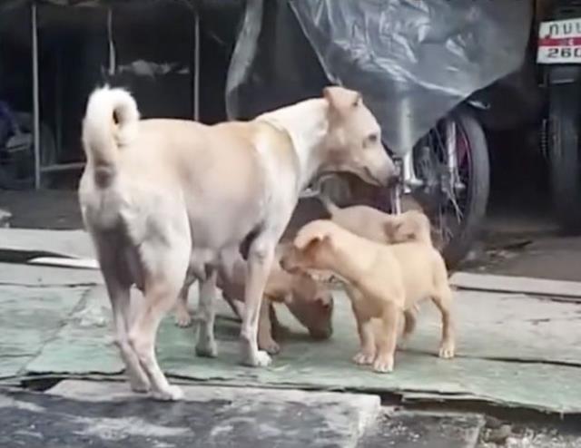 Yemek verdiği sokak köpeğini takip eden adam, karşısındaki manzarayla hıçkırıklara boğuldu