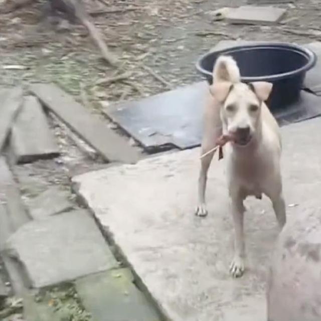 Yemek verdiği sokak köpeğini takip eden adam, karşısındaki manzarayla hıçkırıklara boğuldu