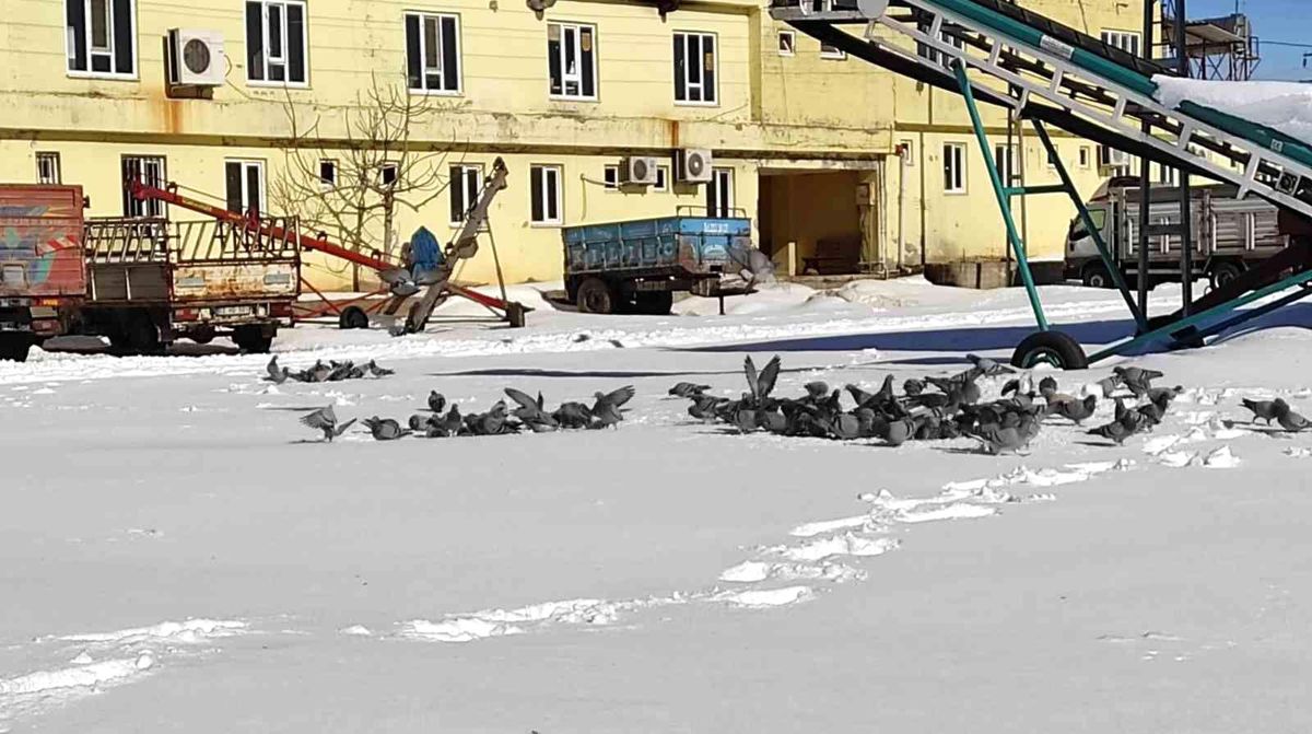 Adıyaman\'da aç kalan kuşlar unutulmadı