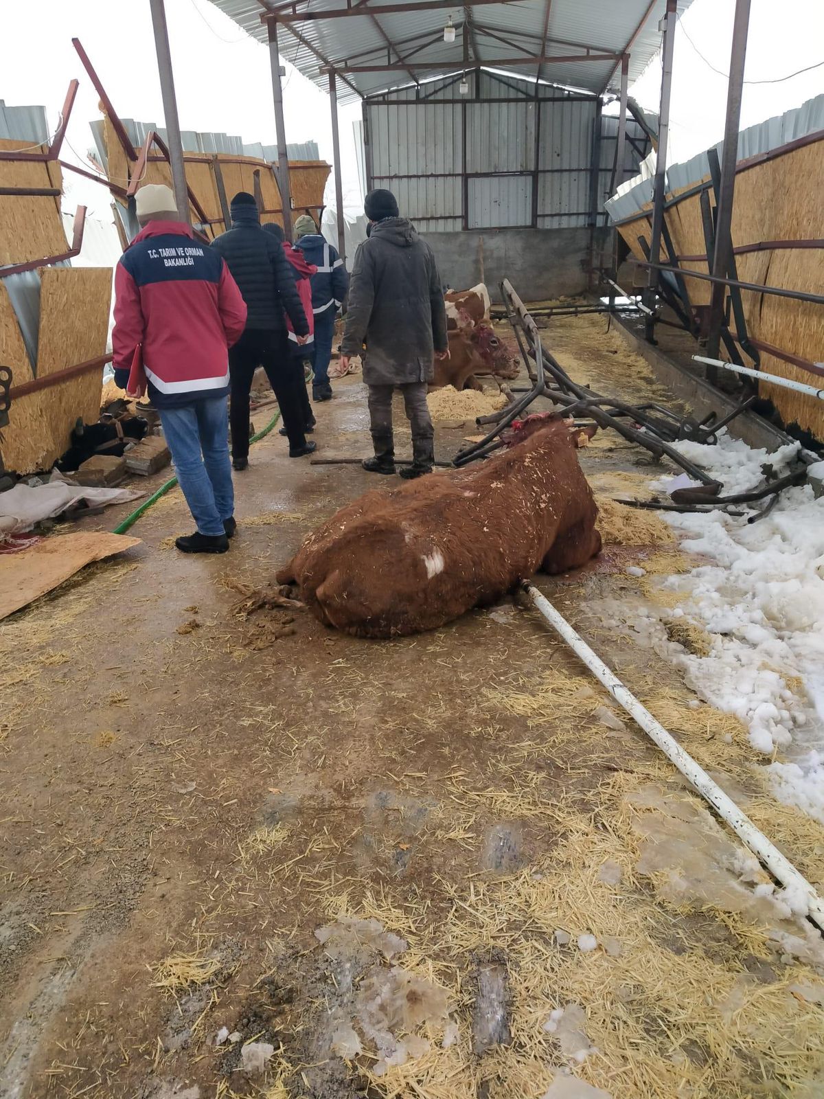 Adıyaman\'da kar nedeniyle çatısı çöken çiftlikteki 22 büyükbaş hayvan telef oldu