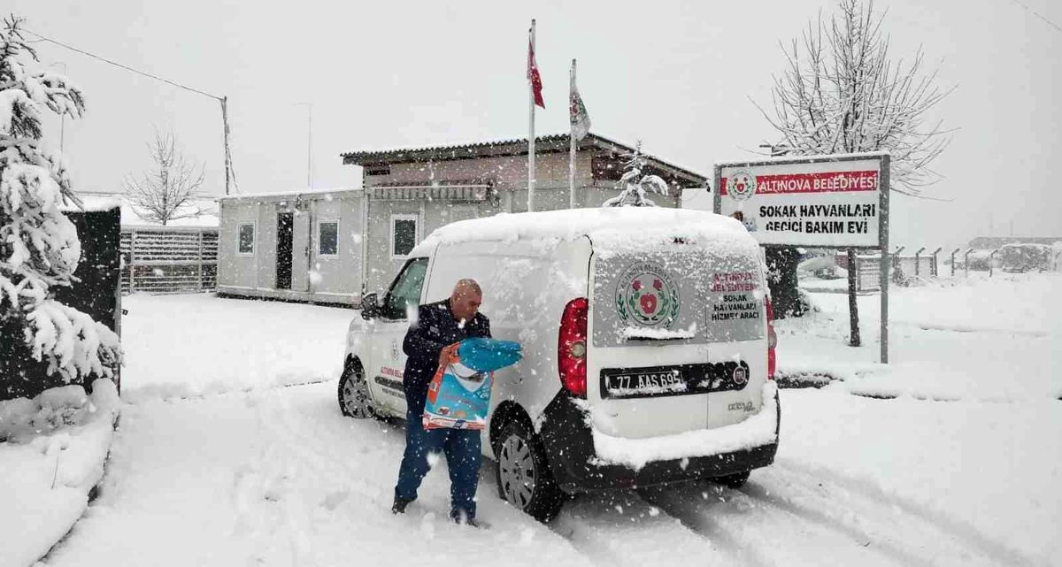 Altınova\'da can dostları emin ellerde