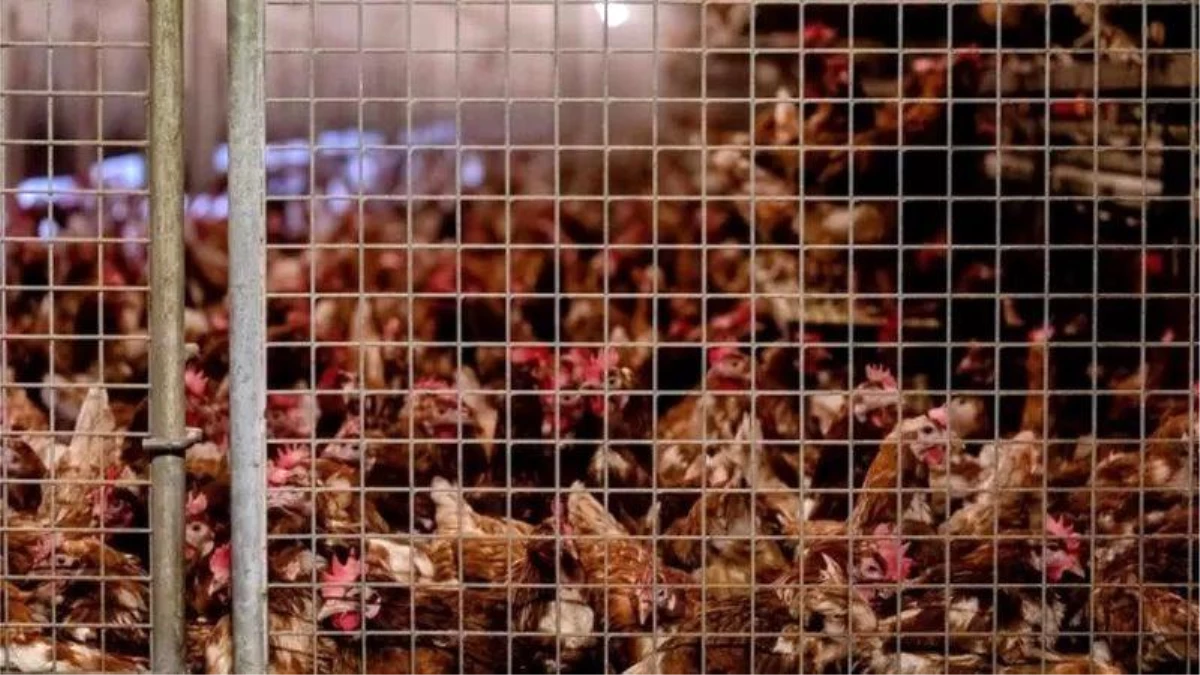 Avrupa\'da en kötü kuş gribi salgını: Hollanda\'da 200 binden fazla tavuk daha itlaf edildi