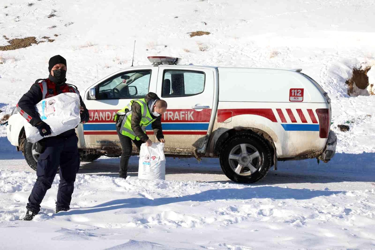 Başkale\'de sokak hayvanları yalnız bırakılmıyor