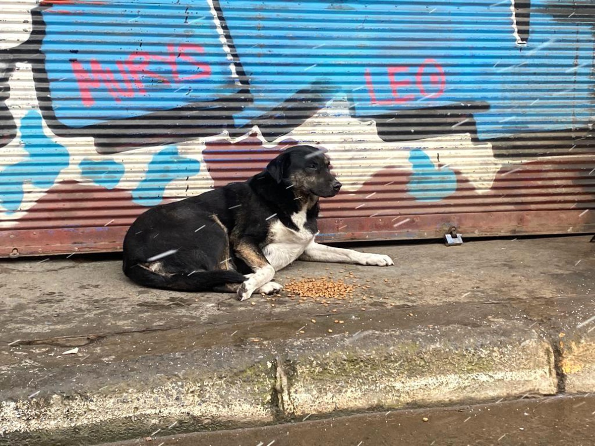 Beyoğlu\' nda kar yağışından etkilenen sokak hayvanlarına mama ve su yardımı