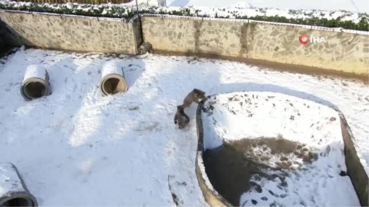 Bozayıların karda eğlenceli oyunu böyle görüntülendi