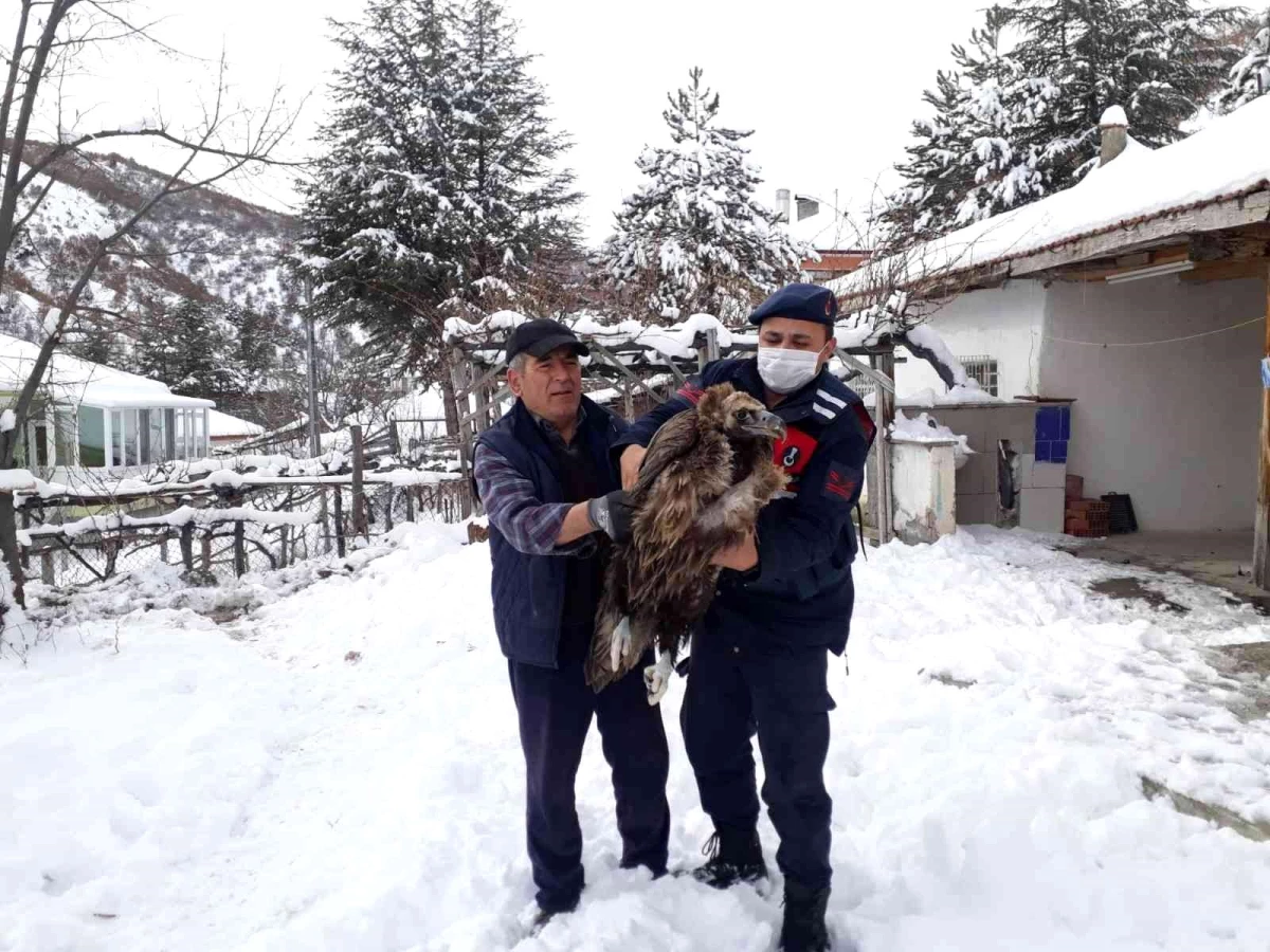 Çubuk\'ta yaralı akbaba bulundu