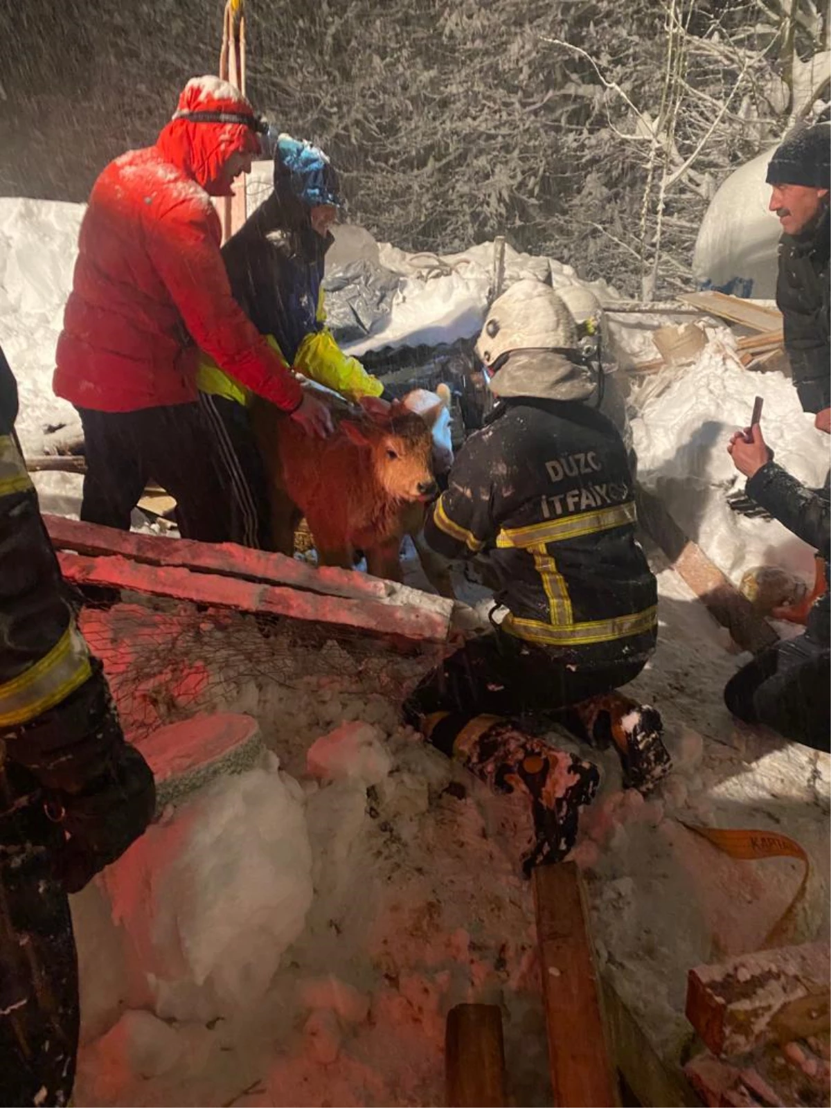 Düzce\'de kardan çatısı çöken ahırda mahsur kalan büyükbaşlar kurtarıldı