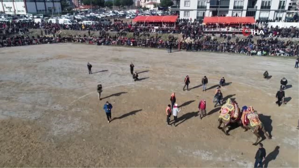 Ege\'nin geleneksel deve güreşi havadan görüntülendi